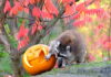Halloween im Erlebnis-Zoo Hannover