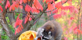 Halloween im Erlebnis-Zoo Hannover