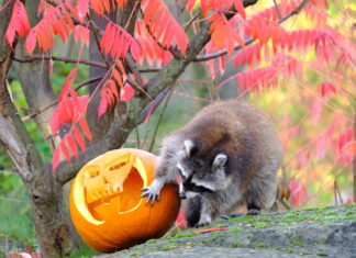 Tierischer Grusel-Kürbis-Besuch im Erlebnis-Zoo Hannover Halloween im Erlebnis-Zoo Hannover