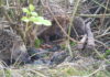 Igelfamilie in einer Gartenhecke
