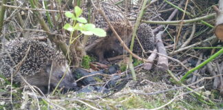 Igelfamilie in einer Gartenhecke