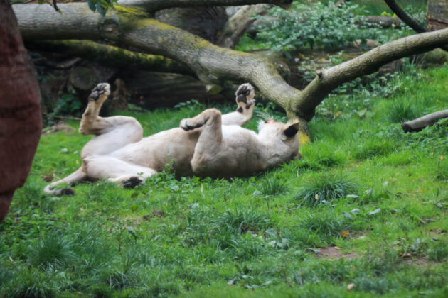 Berberlöwin Zara im Erlebnis-Zoo Hannover