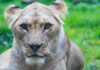 Berberlöwin Zara im Erlebnis-Zoo Hannover