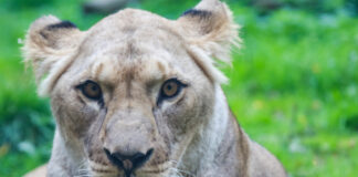 Berberlöwin Zara im Erlebnis-Zoo Hannover