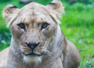 Berberlöwin aus Marokko erobert ihr neues Reich im Erlebnis-Zoo Hannover Berberlöwin Zara im Erlebnis-Zoo Hannover