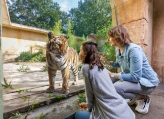 Erlebnis-Zoo Hannover für Auszeichnung „Bester Zoo“ nominiert Begegnung im Dschungelpalast