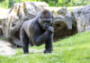 Gorilla im Erlebnis-Zoo Hannover