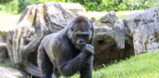 Gorilla im Erlebnis-Zoo Hannover
