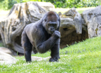 Erlebnis-Zoo Hannover stellt Wirtschaftsplan 2023 vor Gorilla im Erlebnis-Zoo Hannover