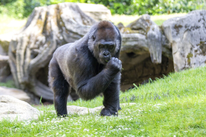Gorilla im Erlebnis-Zoo Hannover