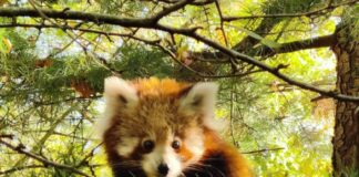 Panda-Jungtier