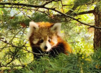 Trauer im Erlebnis-Zoo Hannover Panda-Jungtier
