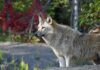 Timberwolf vor Herbstlaub im Erlebnis-Zoo Hannover
