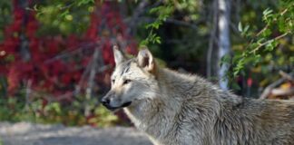Timberwolf vor Herbstlaub im Erlebnis-Zoo Hannover