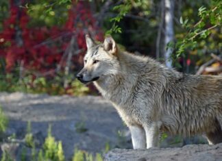 Wintersaison startet im Erlebnis-Zoo Timberwolf vor Herbstlaub im Erlebnis-Zoo Hannover