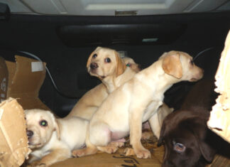 Zoll Hannover rettet neun Hundewelpen aus Kofferraum Insgesamt konnten neun Hundewelpen aus dem dunklen und stickigen Kofferraum befreit werden.