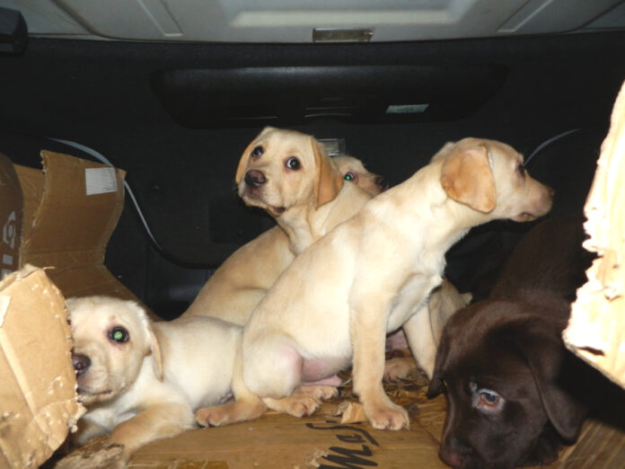 Insgesamt konnten neun Hundewelpen aus dem dunklen und stickigen Kofferraum befreit werden.
