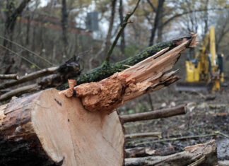 Rodungsarbeiten am Südschnellweg abgeschlossen Rodung Südschnellweg