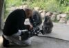 Seelöwe und Co. Dreharbeiten Erlebnis-Zoo Hannover