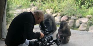 Seelöwe und Co. Dreharbeiten Erlebnis-Zoo Hannover