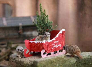 Tierische Beschäftigungs-Bescherung im Erlebnis-Zoo Hannover Tierische Bescherung im Erlebnis-Zoo Hannover.