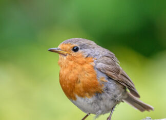 Weihnachtsspaziergang mit dem NABU Langenhagen Rotkehlchen