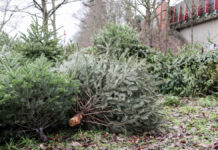 aha-Sammelplätze für Weihnachtsbäume in Hannover Weihnachtsbaumverwertung - aha