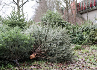 aha-Sammelplätze für Weihnachtsbäume in Hannover Weihnachtsbaumverwertung - aha