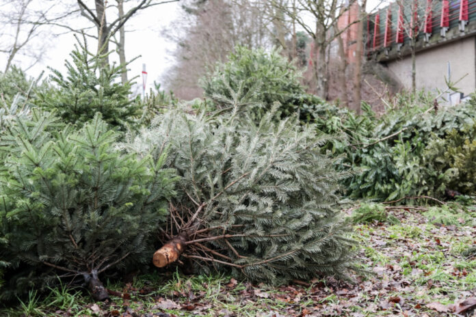 Weihnachtsbaumverwertung - aha Weihnachtsbaumverwertung - aha