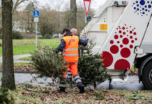aha startet wieder Weihnachtsbaumabholung im Umland der Region Hannover Weihnachtsbaumverwertung - aha