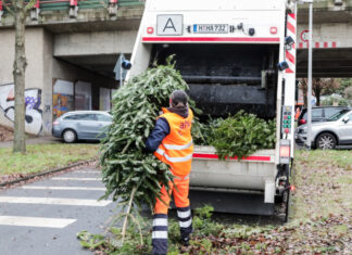 Wohin mit dem Weihnachtsbaum? Weihnachtsbaumverwertung - aha