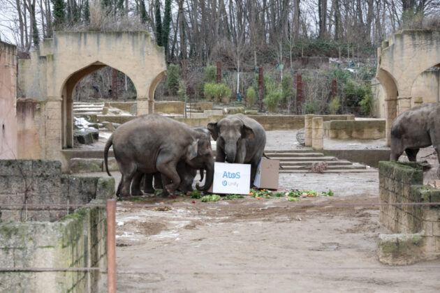 Elefanten im Zoo Hannover