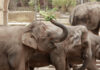 Elefanten im Zoo Hannover