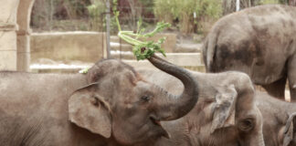Elefanten im Zoo Hannover