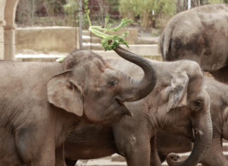 Bundesweiter Warntag: Erlebnis-Zoo bringt geräuschempfindliche Tiere in die Stallungen Elefanten im Zoo Hannover