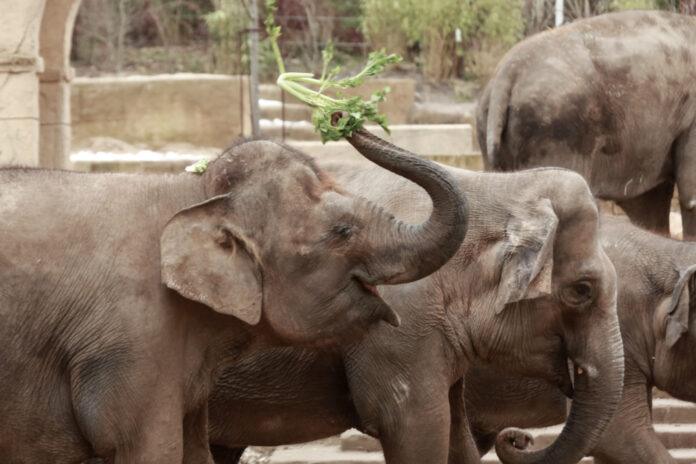 Elefanten im Zoo Hannover