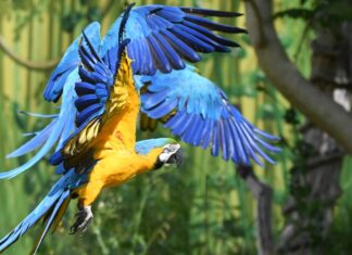 Ara ist „Zootier des Jahres“ Der Ara ist Zootier des Jahres