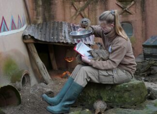 Tierische Inventur im Erlebnis-Zoo Hannover Die Erdmännchen kommen Tierpflegerin Antonia Prahl beim Zählen ganz nah.