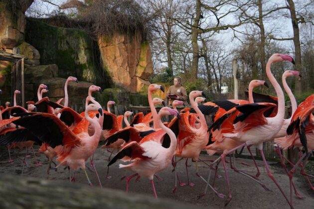 Die Flamingos flattern zur Zählung vorbei.