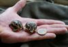 Beim Schlupf sind die Schildkröten kaum grösser als eine Ein-Euro-Münze