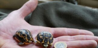 Beim Schlupf sind die Schildkröten kaum grösser als eine Ein-Euro-Münze