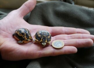 Nachwuchs bei den bedrohten Madagassischen Spinnenschildkröten im Erlebnis-Zoo Hannover Beim Schlupf sind die Schildkröten kaum grösser als eine Ein-Euro-Münze