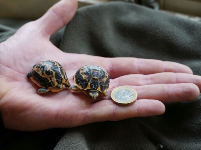 Beim Schlupf sind die Schildkröten kaum grösser als eine Ein-Euro-Münze