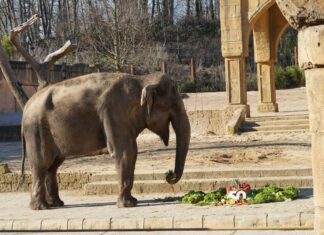 Team vom Erlebnis-Zoo Hannover feiert 50. Geburtstag von Elefantenkuh Indra Elefantenkuh Indra nascht von ihrer Geburtstagstorte