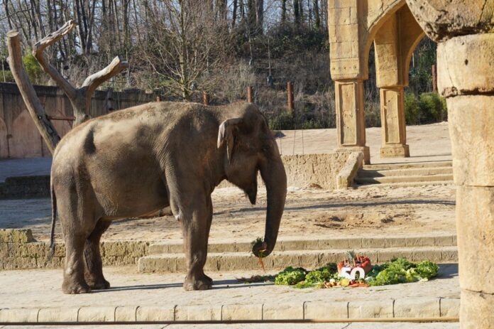 Elefantenkuh Indra nascht von ihrer Geburtstagstorte
