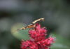 Schmetterling auf Blüte