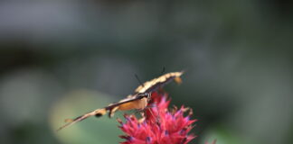 Schmetterling auf Blüte