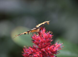 Für die Artenvielfalt: Stadt Hannover gibt Saatgutmischung „Blühende Gärten“ kostenfrei ab Schmetterling auf Blüte