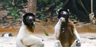 Die beiden Kronensifakabrüder Jao und Toky im Zoo Heidelberg.