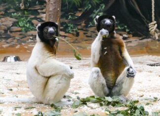 Tierarten vor dem Aussterben bewahren Die beiden Kronensifakabrüder Jao und Toky im Zoo Heidelberg.